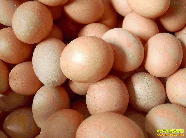 肇東雞蛋價(jià)格最新動(dòng)態(tài)，跟隨自然腳步，重拾內心寧靜與平和的探索之旅