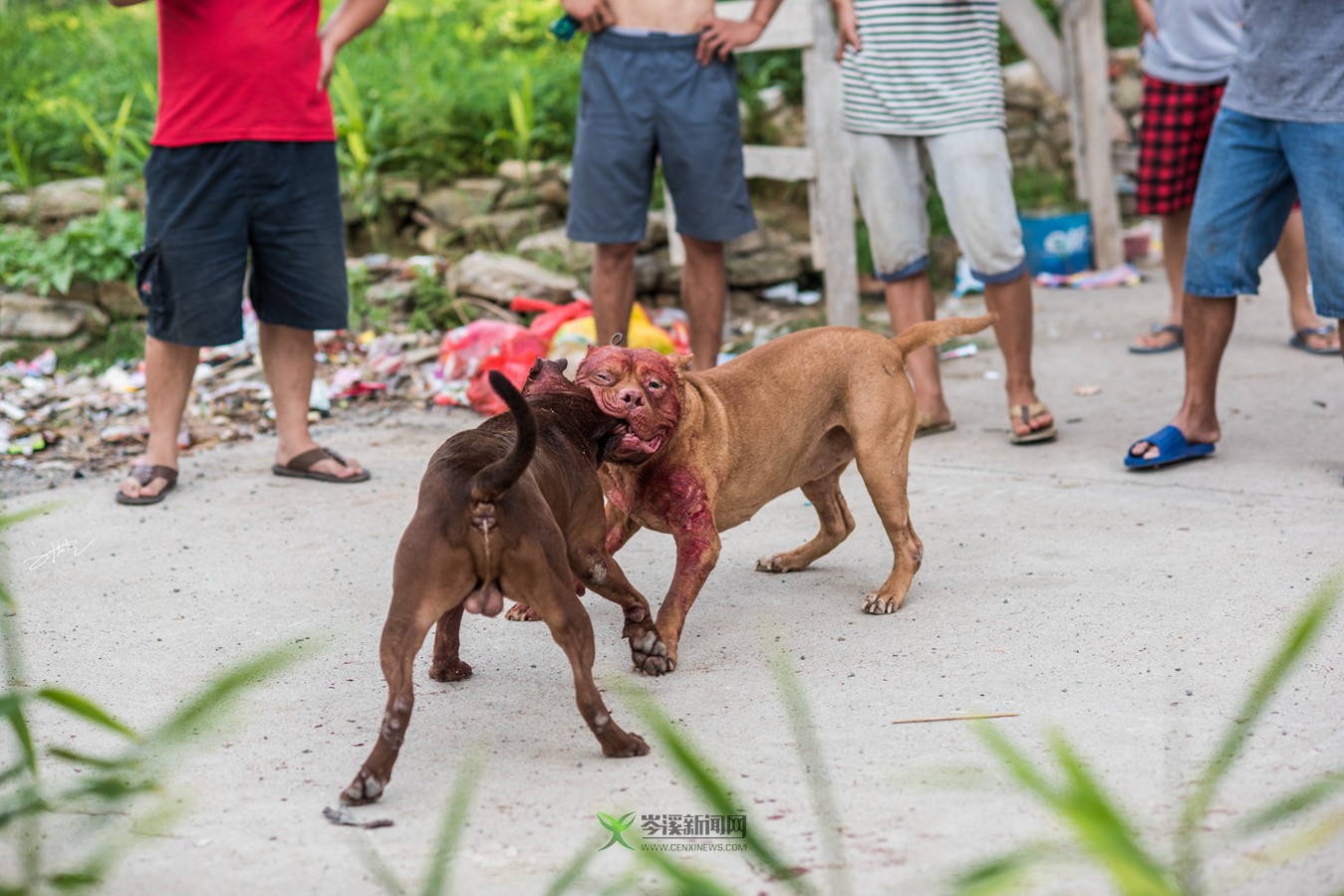 玉林斗狗風(fēng)采，小巷深處的獨特風(fēng)情展