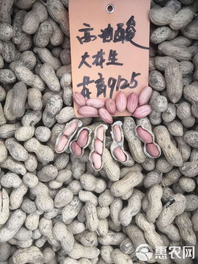 最新花生品種，小巷中的隱秘寶藏發(fā)現