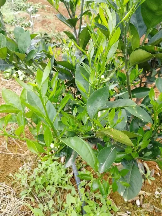 柑橘最新保果技術(shù)，開(kāi)啟探索之旅，勵志無(wú)限可能