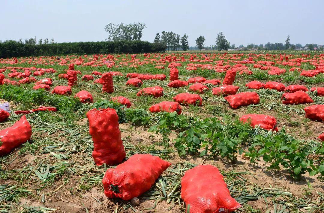 金鄉洋蔥出庫最新價(jià)格，獲取與了解的步驟指南