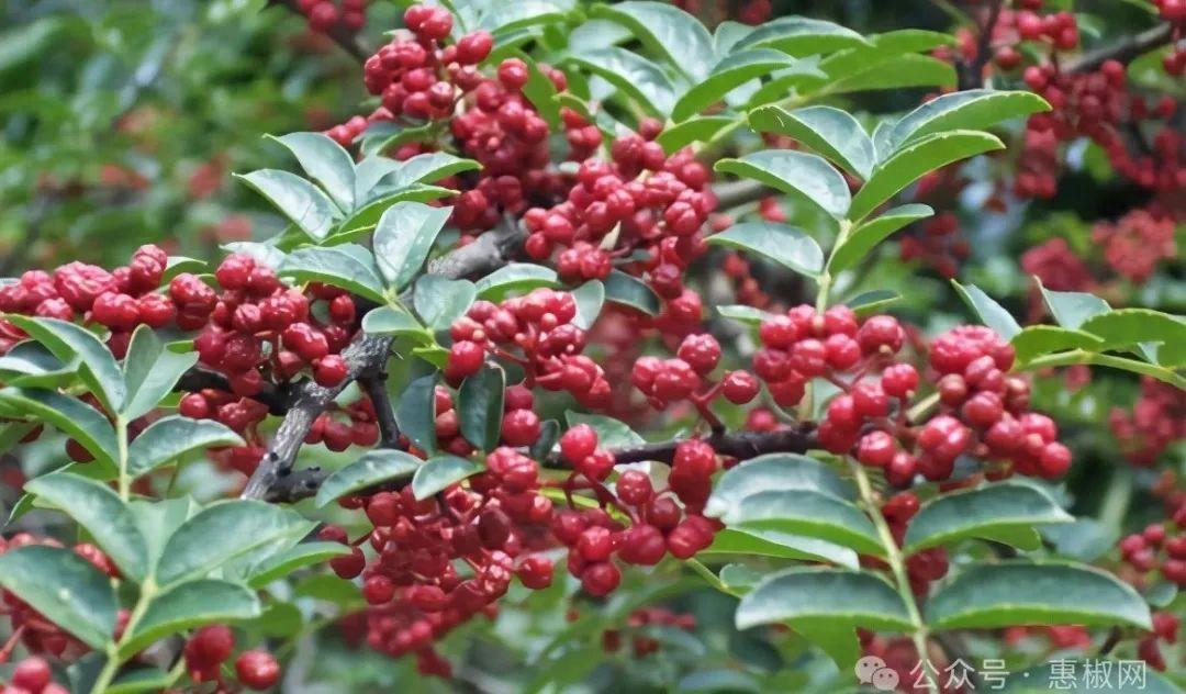 花椒價(jià)格最新行情2024，科技引領(lǐng)，椒香走向未來(lái)