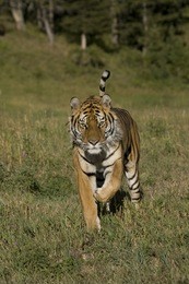 4949正版免費資料大全百度,作戰指揮保障_CKU9.739遠程版