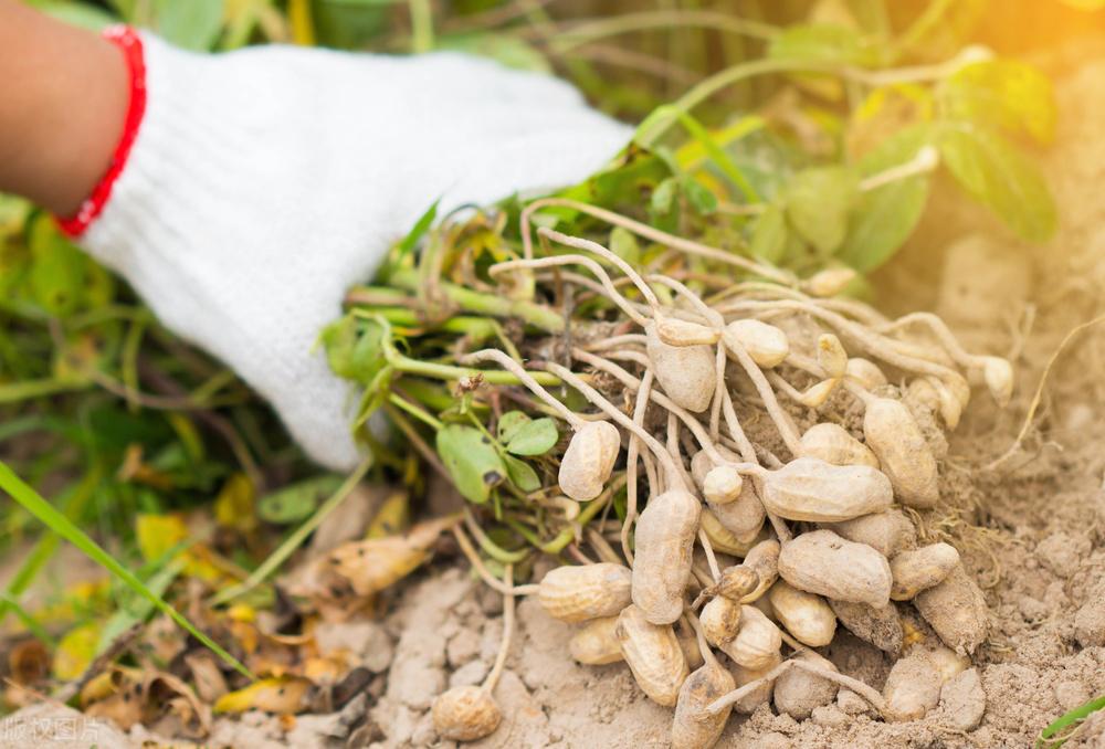 遼寧玉米最新價(jià)格動(dòng)態(tài)，變化中的機遇，學(xué)習成就自信與收獲