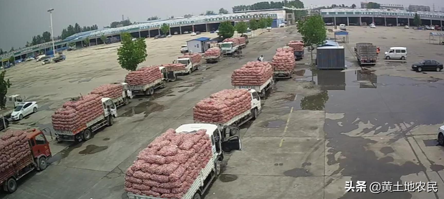 國際大蒜價(jià)格實(shí)時(shí)更新，最新行情概覽