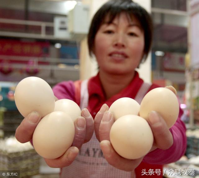 周口雞蛋今日最新價(jià)格，勵志故事背后的雞蛋價(jià)值探索