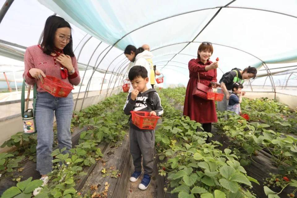 灃西新城馬王發(fā)展雙刃劍效應，最新消息與影響分析