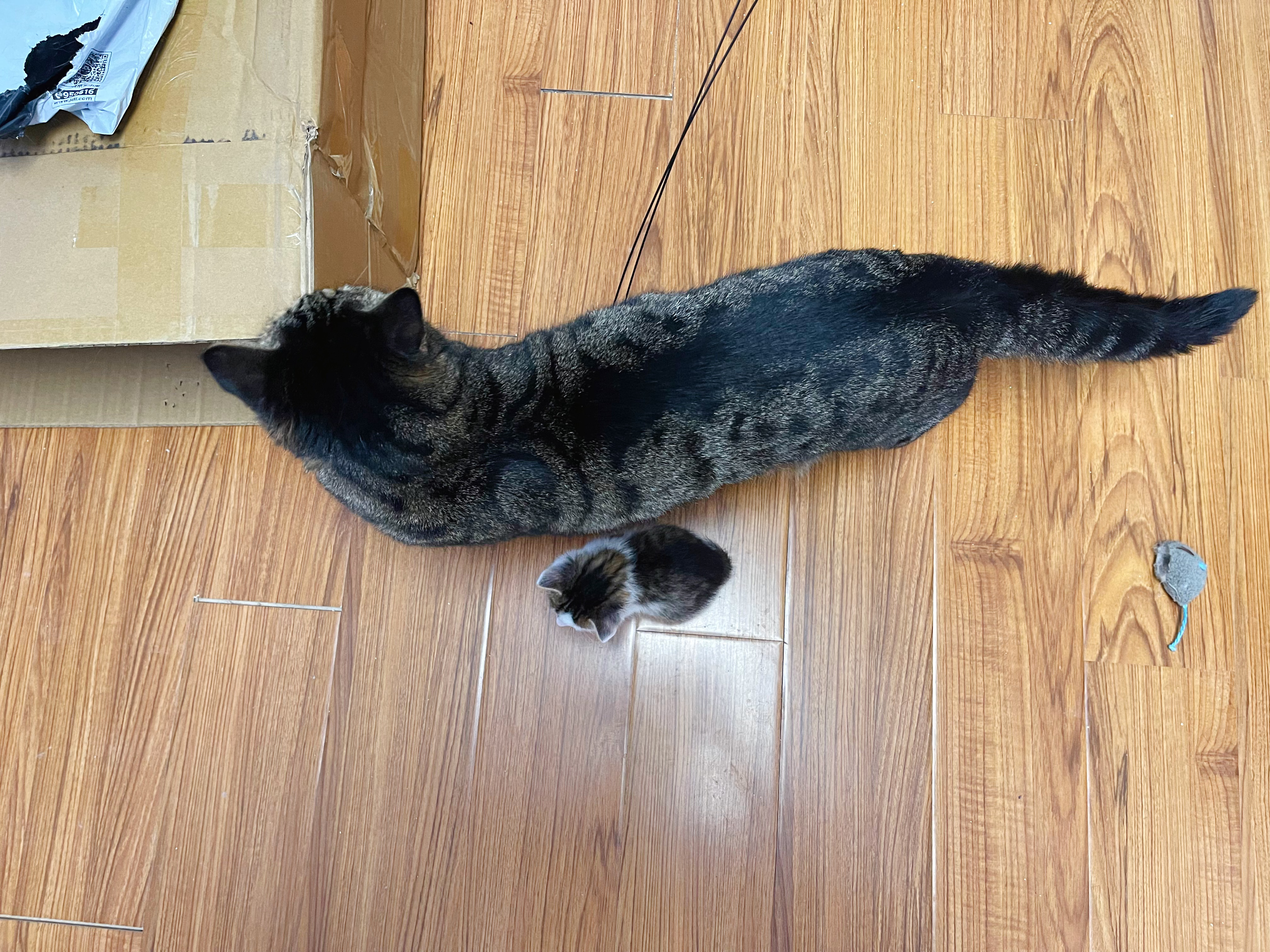 我找大貓，最新探索與影響的魅力