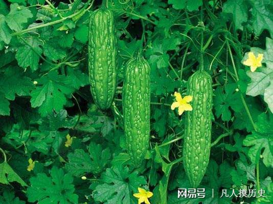 苦瓜最新網(wǎng)站，探索自然美景，尋找內心寧靜的輕松之旅