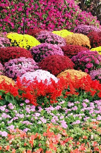 最新鮮花美景之旅，尋找內心平靜的旅程