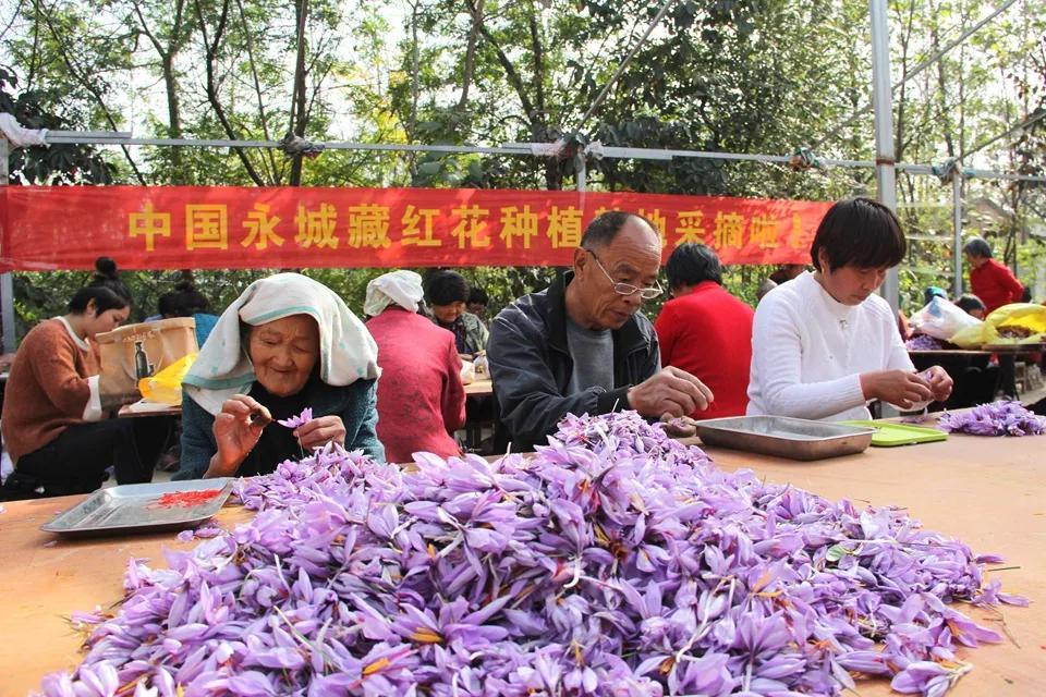 亳州白芷行情深度解析，市場(chǎng)走勢及行情概覽