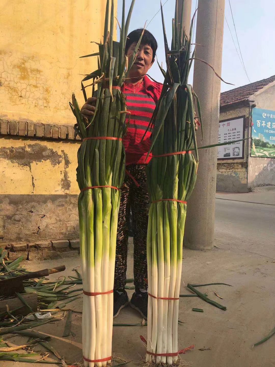 保定大蔥近期價(jià)格走勢，機遇與挑戰中的勵志力量