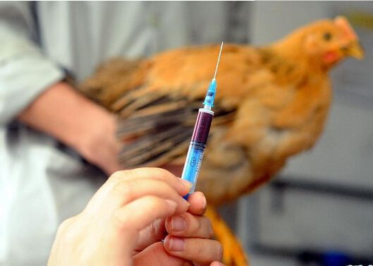 病情最新圖片獲取與分析指南，圖片獲取及分析步驟詳解