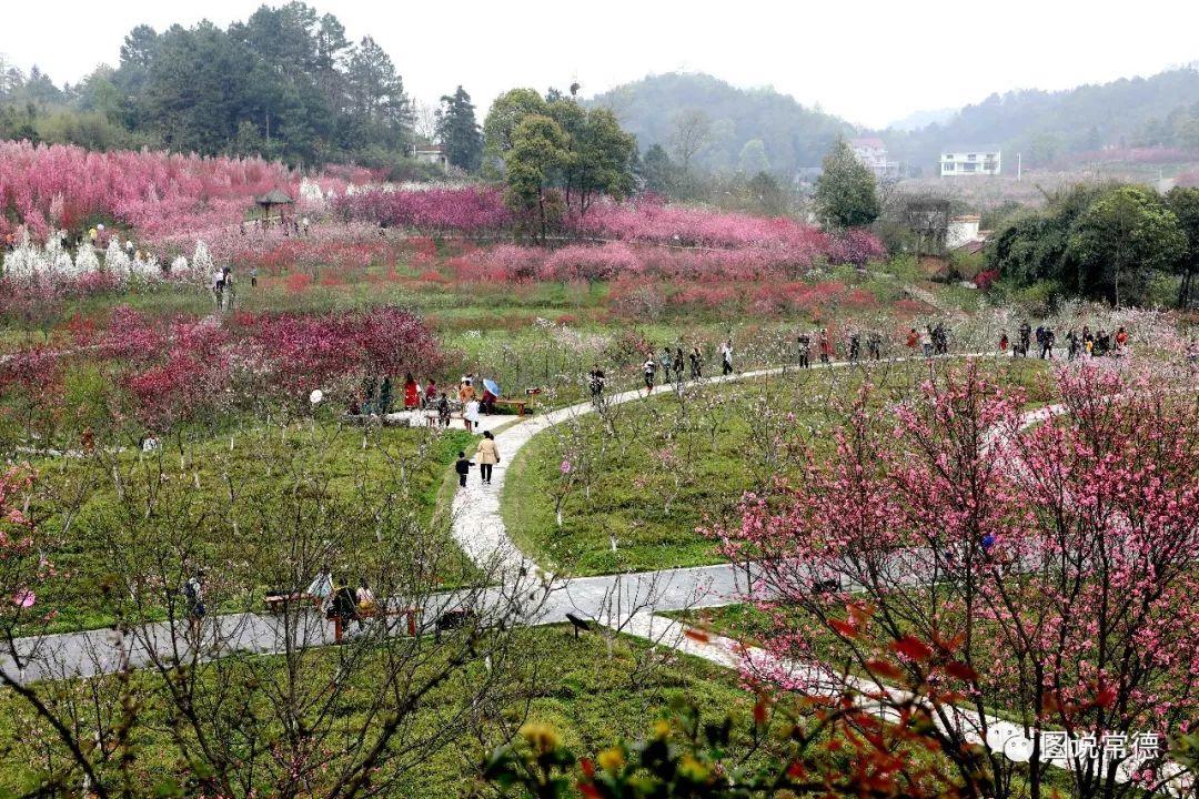 常德最新疫情動(dòng)態(tài)步驟指南，初學(xué)者與進(jìn)階用戶(hù)必讀