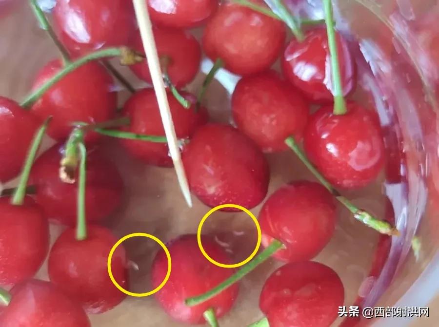 射洪上市公司，小巷深處的獨特風(fēng)味揭秘