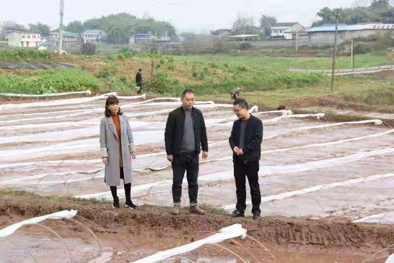 合川土場(chǎng)最新動(dòng)態(tài)更新，今日最新資訊速遞