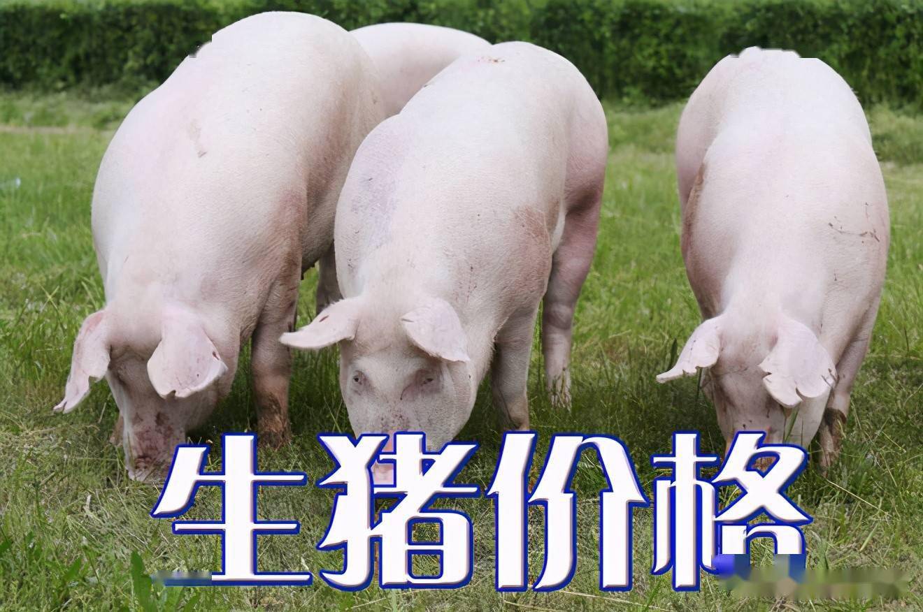 濰坊今日生豬價(jià)格探索，一場(chǎng)綠色之旅尋找內心平靜