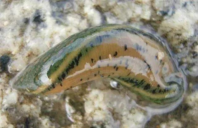 石斑魚(yú)孵化技術(shù)革新詳解，從入門(mén)到精通的孵化指南