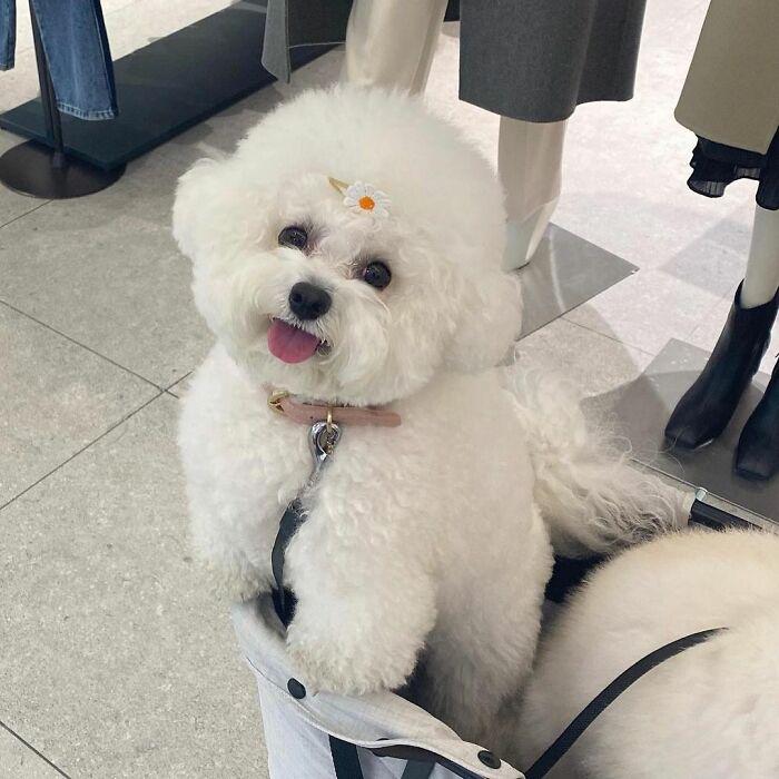 小巷中的寵物奇緣，比熊犬的價(jià)格探秘