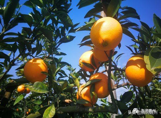 贛州上市公司，閃耀未來(lái)，共創(chuàng  )繁榮時(shí)代！