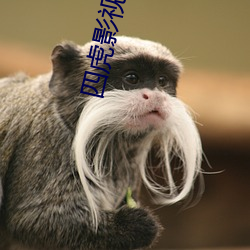 四虎影最新在線(xiàn)觀(guān)看，熱門(mén)影視的全新體驗