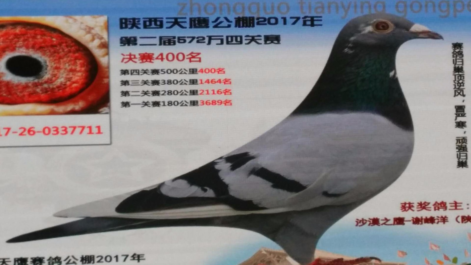 天鷹公棚歷程回顧，最新消息鑄就輝煌篇章