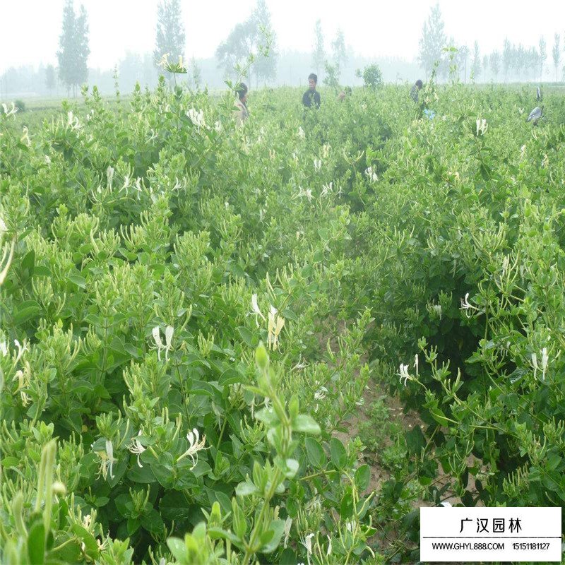 金銀花最新行情與機遇，價(jià)格變動(dòng)中的自信與成就感之源