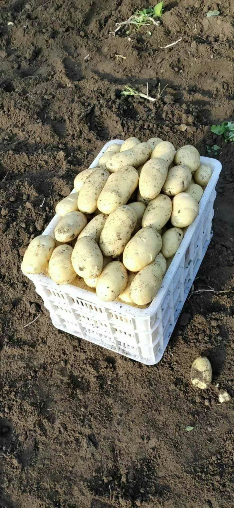 萊西土豆最新價(jià)格動(dòng)態(tài)，變化中的價(jià)值與學(xué)習中的力量