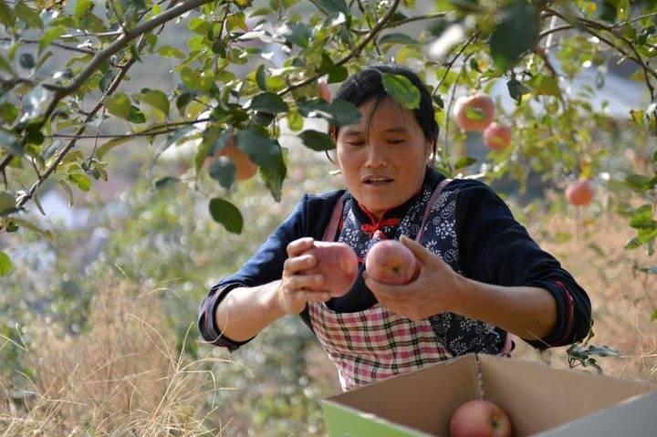 沂源蘋(píng)果最新價(jià)格，綠色之旅帶來(lái)內心的平靜