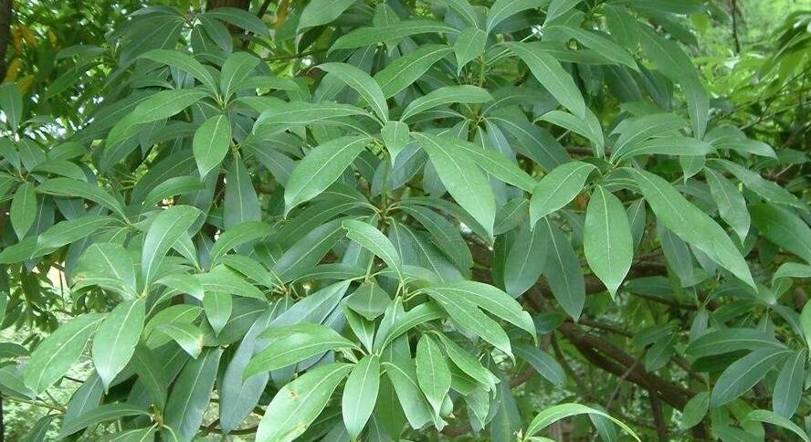 南山楠最新，自然美景的輕松探索之旅