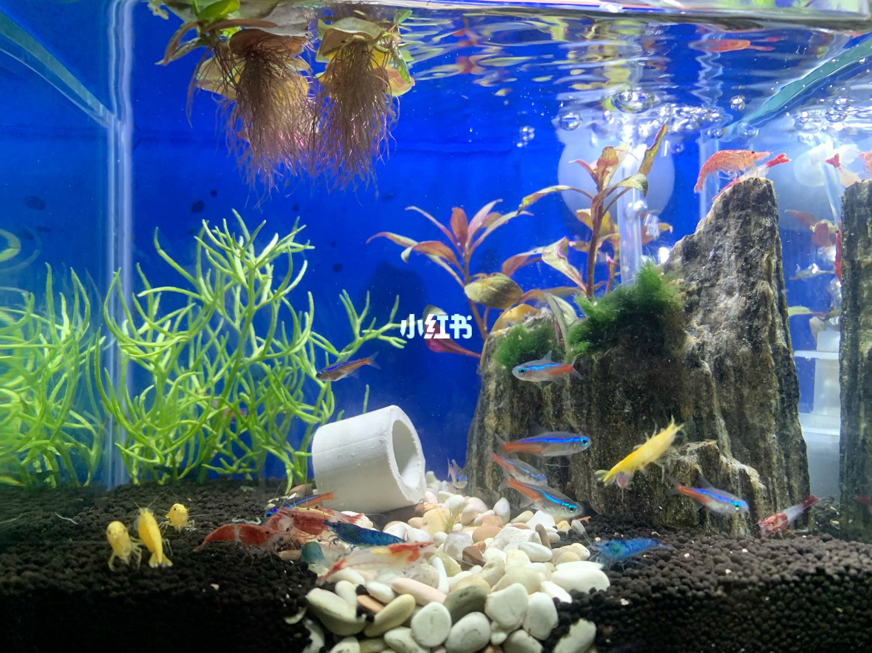 最新魚(yú)缸圖片，水族美學(xué)的時(shí)代變遷欣賞
