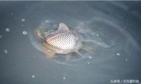 最新逗釣步驟指南，從入門(mén)到精通的釣魚(yú)技巧分享