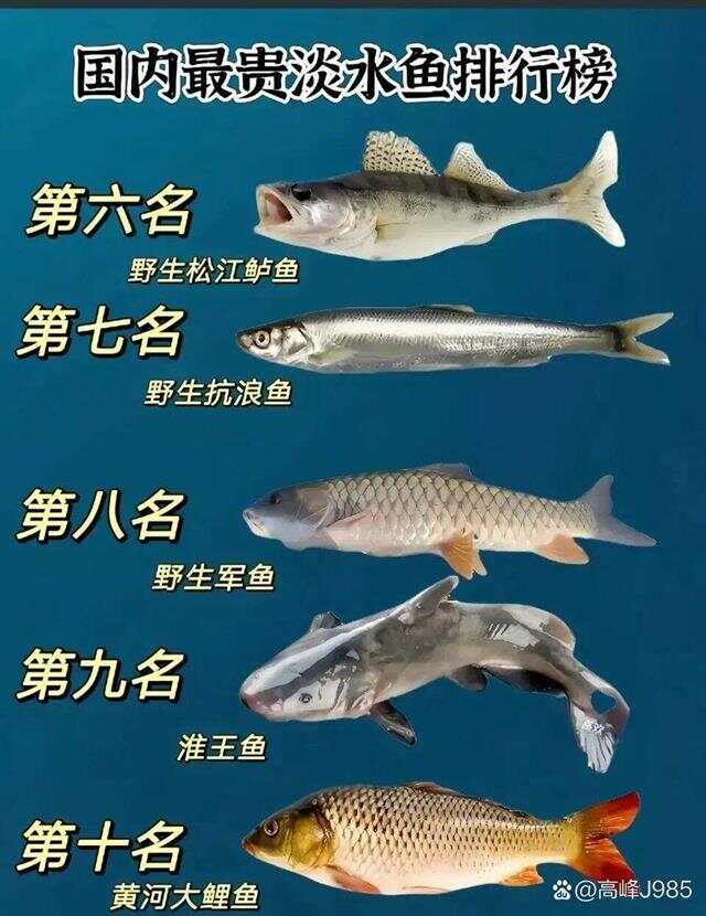 青魚(yú)國產(chǎn)最新論述，探索與解析
