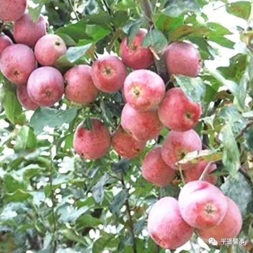 西太后愛(ài)心包最新系列，時(shí)尚與慈善的完美結合，展現獨特魅力風(fēng)采