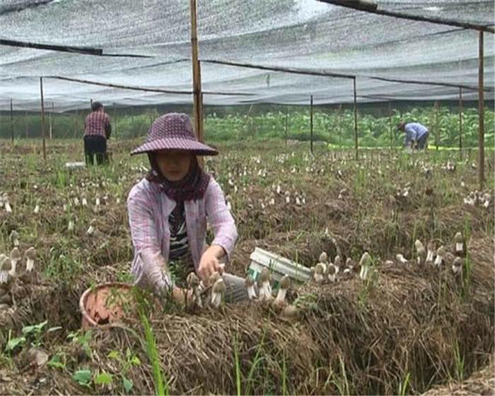 食用菌最新讀音及其背景、發(fā)展與地位概述