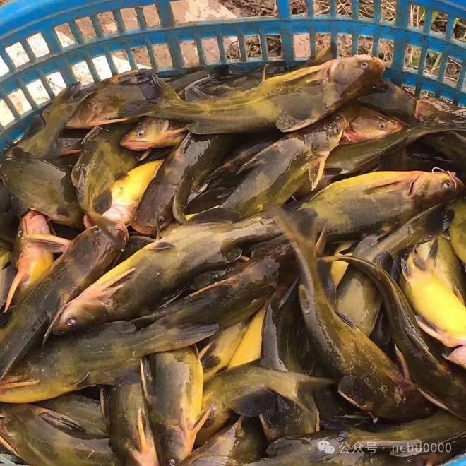 黃顙魚(yú)最新報價(jià)大全，專(zhuān)業(yè)指南與實(shí)時(shí)更新